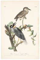 Yellow Crowned Night Heron