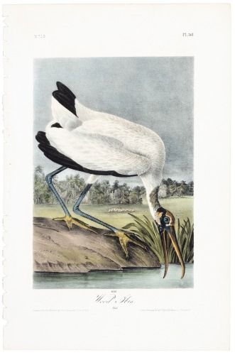 Wood Ibis