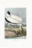Wood Ibis