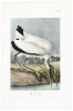 Wood Ibis