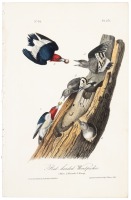 Red-headed Woodpecker