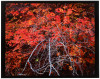 Branches and Maple - 3