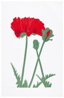 Poppy