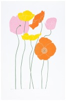 Iceland Poppies