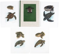 Cheloniidae: Sea Turtles
