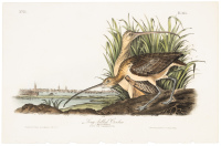 Long-Billed Curlew