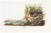 Long-Billed Curlew