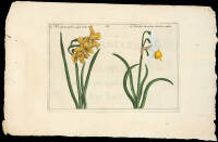 Narcissus Iuncifol - two views, Plate 23