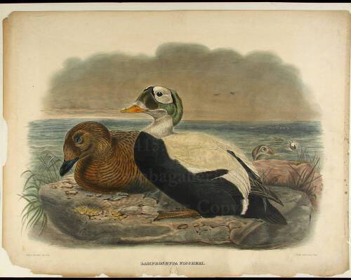 WITHDRAWN - Six chromolithographs of ducks