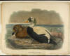 WITHDRAWN - Six chromolithographs of ducks