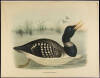 WITHDRAWN - Six chromolithographs of ducks - 2
