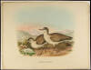 WITHDRAWN - Six chromolithographs of ducks - 3