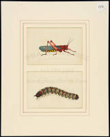 Two entomological watercolor illustrations