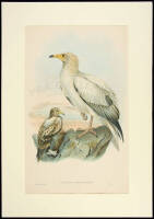 Neophron Percnopterus [Egyptian Vulture]