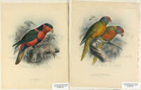 A Monograph of the Lories, or Brush-Tongued Parrots - 2 plates from the book