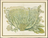 Plate of Sedum Africanum monstrosum plant, N.911 from Phytanthoza Iconographia