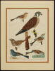 American Ornithology - Plate 16 - American Sparrow Hawk...