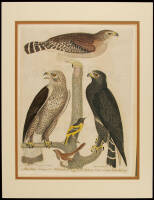 American Ornithology - Plate 53 - Black Hawk...