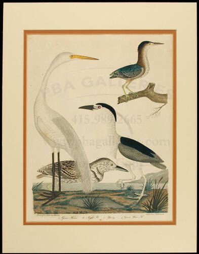 American Ornithology - Plate 61 - Green Heron...