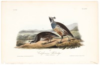California Partridge