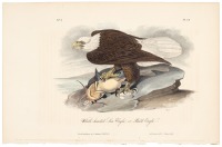 White-headed Sea Eagle, or Bald Eagle