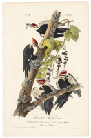 Pileated Woodpecker