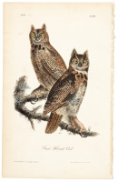 Great Horned Owl