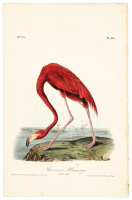 American Flamingo - Adult Male