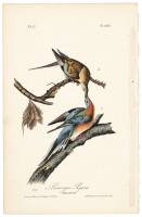 Passenger Pigeon