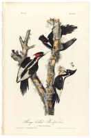 Ivory-Billed Woodpecker