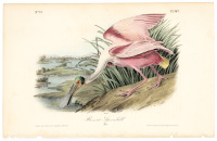 Roseate Spoonbill (Male)