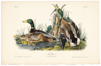 Mallard