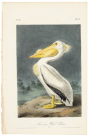 American White Pelican - Male