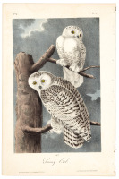 The Snowy Owl