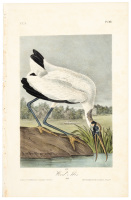 Wood Ibis