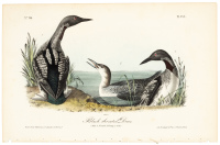 Black-throated Diver
