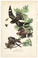 Night Hawk. White Oak Quercus Alba