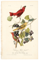 Summer Red-bird