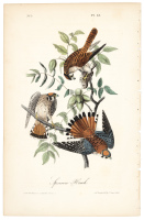 Sparrow Hawk