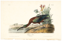 Glossy Ibis