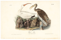 White Ibis