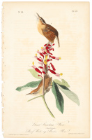 Great Carolina Wren. Dwarf Buck-eye. Aesculus Pavia