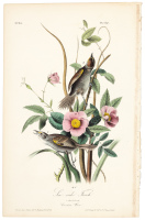 Sea-side Finch