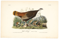 Wild Turkey - Female & Young