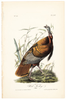 Wild Turkey - Male