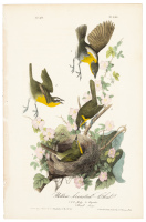 Yellow-breasted Chat