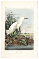 Snowy Heron