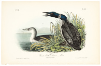 Great North Diver-Loon
