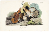 Ruffed Grouse