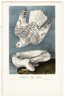 Iceland or Gyr Falcon
